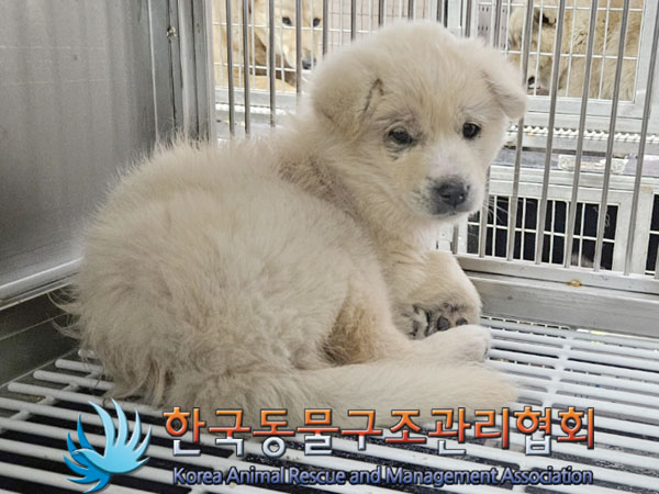 종료(안락사) 믹스…